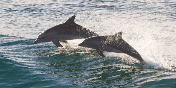 Key West mangrove channels and backcountry wildlife