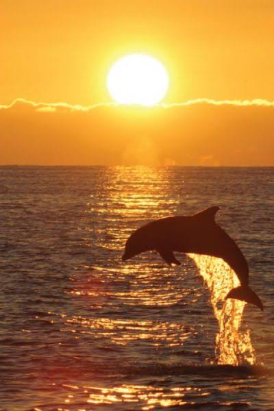 Pristine Gulf backcountry ecosystem