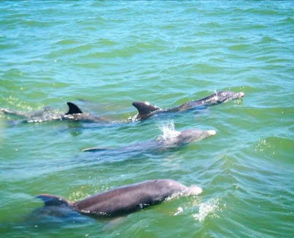 Key West coastal bird and ray habitat