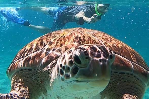 Snorkeling vibrant coral reef Key West