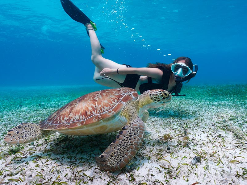 Tropical reef fish and living coral